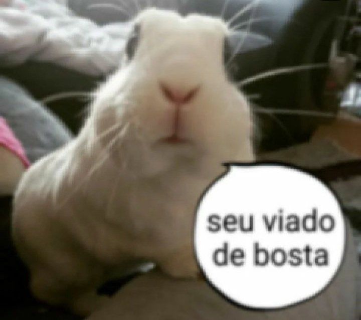 brazilian meme featuring a rabbit saying in portuguese: 'seu viado de bosta'. which roughly translates to him calling someone a slur